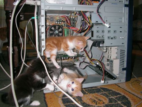 cats review server for magento site hacks