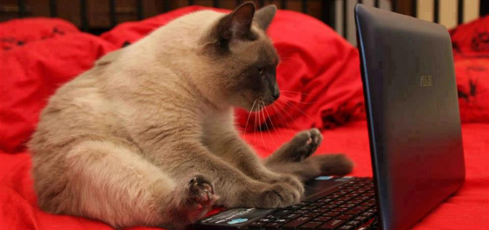 Cat Solves Magento Site Hack