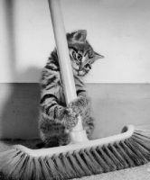 cat cleans up magento site hack like a boss
